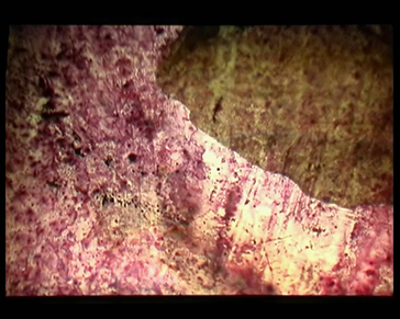 Animation, experimental art flm, Video Art, made with scratching on 16 mm film strip, petals, insects and other material attached to it. By Barbara Agreste.