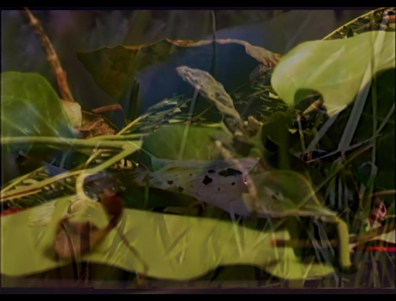 alice-video-art-film-rain-leaf