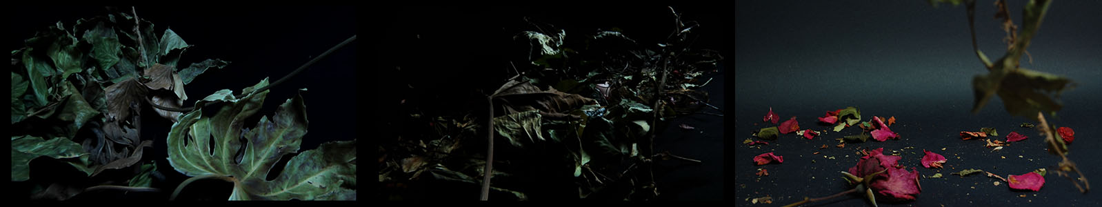 Video Art - Film Statement by Barbara Agreste. Video Art - Film Statement explaining Barbara Agreste Film Art.