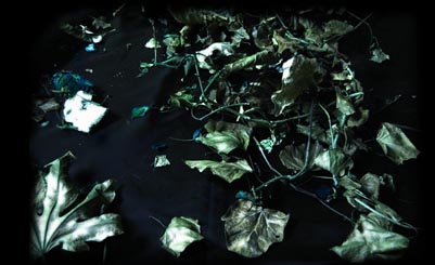 filmmaking-cyanide-video-art-film